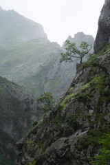 Solitary Tree on Rocky Mountain Cliff in Misty Weather in Picos de Europa National Park