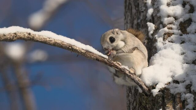 エゾモモンガ木の実を食べる