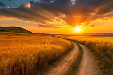Poster Field road and yellow wheat fields at sunset © cong