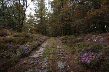 Serene Forest Path with Blooming Heather and Pine Trees
