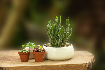 cactus in a pot behind blurred background