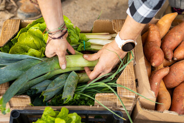 Woman preparing baskets of organic products. Local sale of fresh vegetables and fruits for healthy eating.