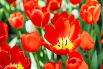 Close up of a beautiful red tulip with blurred background of other tulips