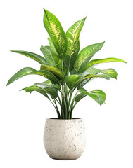 ornamental plant in pot , Lush Dieffenbachia plant in a stylish speckled pot illustration PNG element cut out transparent isolated on white background ,PNG file ,artwork graphic design.