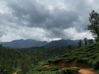 Side view of Coffee plantation in the valley with clouds in the sky, mountains in background with long trees around Mysore