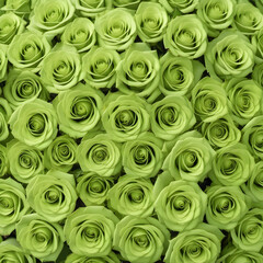 A lot of beautiful green rose flowers all over the place, for a beautiful bright wall background