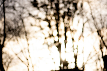 Sunny February day, blur, trees