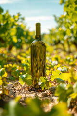 Fototapeta premium A bottle of white wine standing on the ground against the background of a vineyard in sunlight