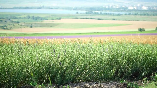 Tarragon. Lush tarragon field with rows of green herbs, herb cultivation, agricultural landscape, culinary ingredients, aromatic herbs. Organic agriculture harvesting agribusiness concept. Slow motion