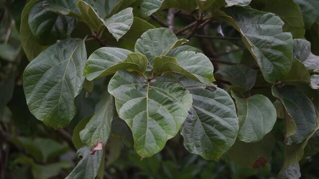 Cola cordifolia (Mandingo cola, Wild cola). This plant is a species of tree in the family mallows
