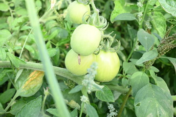 Green tomato in plant. Green or unripe tomatoes on the plants in the vegetable garden. Tomato is one of the most versatile fruits and is widely used as a vegetable all around the world.