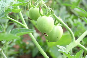 Green tomato in plant. Green or unripe tomatoes on the plants in the vegetable garden. Tomato is...
