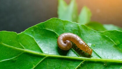 Obraz premium Caterpillar worm on the leaf, little animal