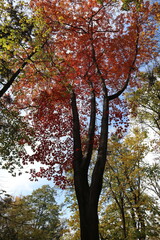Autumn oak trees in the park