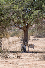 Spingbock in tree shadow, south of Hobas,  Namibia