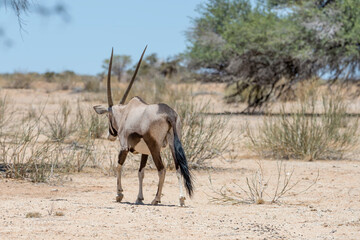 Orix walking away in desert, south of Hobas,  Namibia