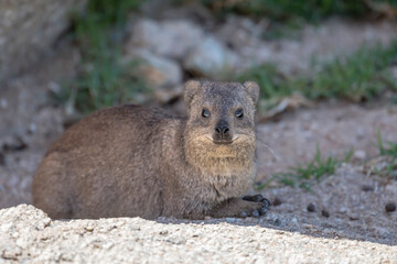 Rock hyrax in shadow at lodge in desert, near Hobas,  Namibia