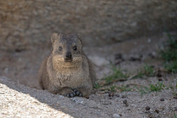 attentive Rock hyrax in shadow at lodge in desert, near Hobas,  Namibia