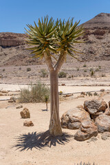 Quiver tree on sand at lodge in desert, near Hobas,  Namibia