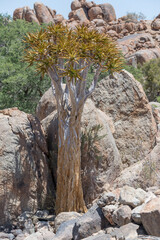 Quiver tree and Dolerite boulders, near Hobas,  Namibia