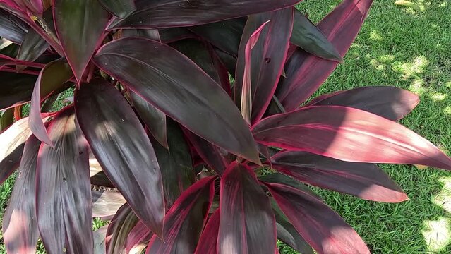 Cordyline fruticosa commonly called ti plant, palm lily, cabbage palm, good luck plant, Convallaria fruticosa L., Asparagus terminalis L., Cordyline terminalis or andong (indonesian)