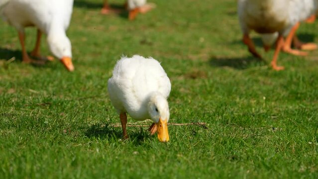 Lonely white duck resting eating green grass. farm animal. summer day. many goose around. Domestic bird