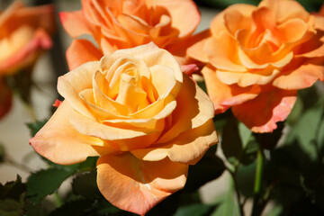 Beautiful peach-coloured roses highlighted by sunny spot against dark background. Close-up. Selective focus