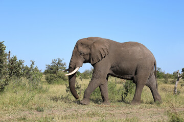 Afrikanischer Elefant / African elephant / Loxodonta africana