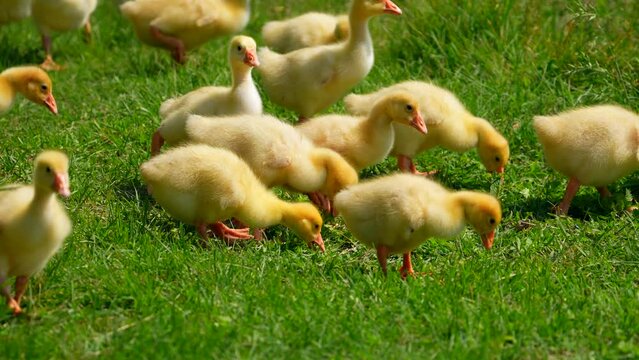 Little yellow ducklings eat grass. Farm cute animals in the meadow. Many ducks. Duck. Green grass. Graze. Kids concept.