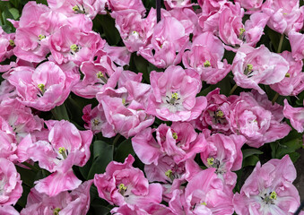 Pink tulip called 325-SV-05-1 Double Early group. Tulips are divided into groups that are defined by their flower features