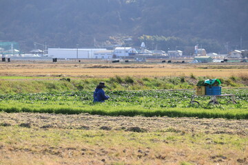 畑で収穫する人