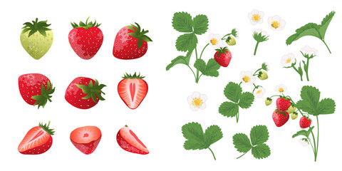 Set of  strawberry blossom, strawberry bush and strawberry from different sides . Summer harvest.	