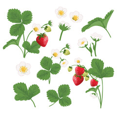Collection of strawberry blooming and strawberry bush. Strawberry ripening process.