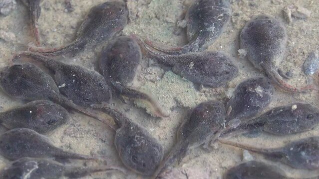 Group of tadpoles swimming in a water