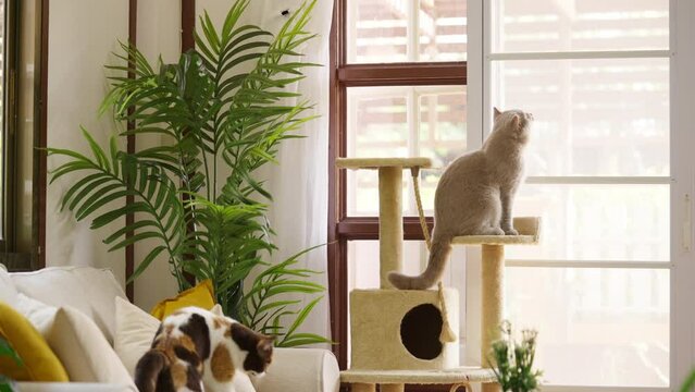 4K British Shorthair breed indoor cat enjoy and fun playing on cat tree and sofa in living room. Adorable domestic feline pet cat relaxing with owner family at home. 