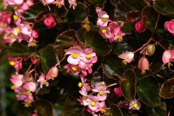 Pink begonia flower in the garden