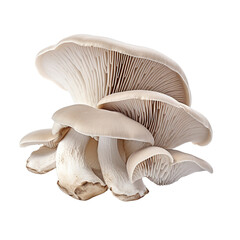 Fototapeta na wymiar Oyster mushrooms clip art