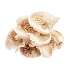 Oyster mushrooms clip art