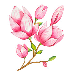 Hand drawn sprig of blooming pink magnolia, watercolor