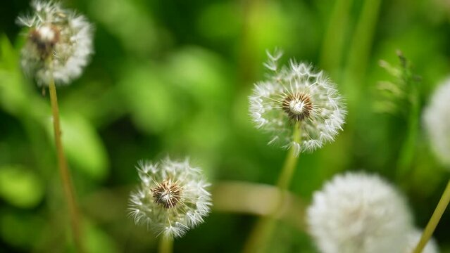 Macro Shot of Dandelion being blown. Summer day. Meadow. Green grass. Many plants and flowers on the field.