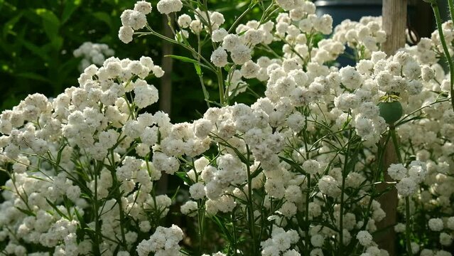 White flowers of Achillea ptarmica, The Pearl. Blooming Double Diamond Close up. Nature, springtime concept. Flower gardening. The sneezewort, sneezeweed, bastard pellitory, fair-maid-of-France