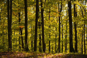 Colorful deciduous forest. Autumn landscape with trees shining golden green at sunset