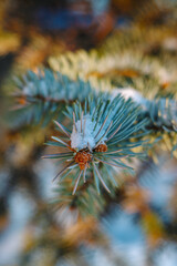 Naklejka na ściany i meble Macro photography of spruce branches