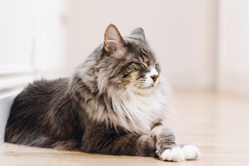 Big cat with green eyes and grey fur laying on the floor