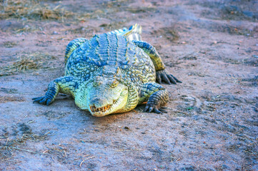 Big crocodile outside the water photographed from the front