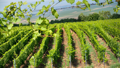 Vineyard plantation, vine production, green field, 
