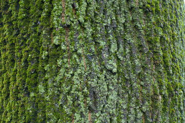 Surface of bark of Norway maple tree covered with moss and lichen