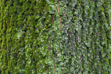 Texture of bark of Norway maple tree covered with moss and lichen