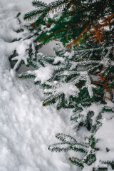 Macro photography of spruce branches