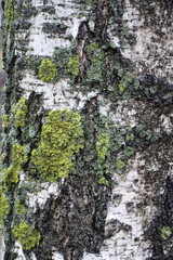 Backdrop - white bark of weeping birch covered with lichen